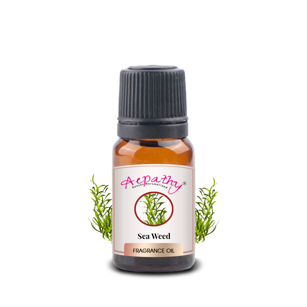 Sea Weed Fragrance Oil